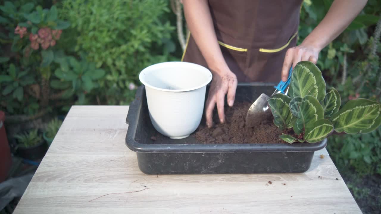 一名男子铲起泥土，把种植材料放在花盆里，种植自家种植的产品。视频素材