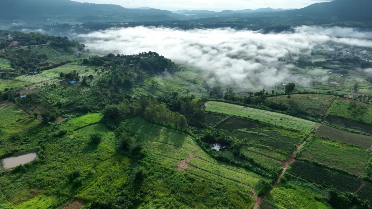 雾中的山在美丽的秋天在泰国碧差汶。雾山谷，云雾低，森林密布，天空五彩缤纷。云杉雾林中的松树与明亮的日出视频素材