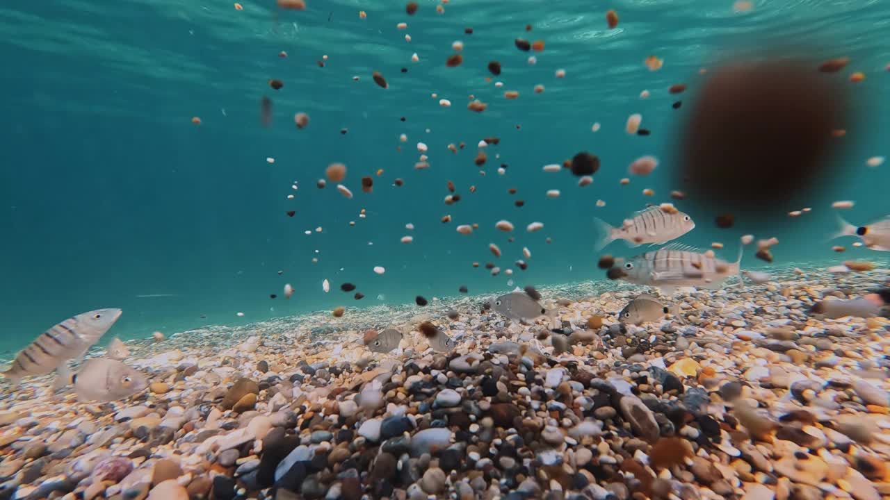 一群鱼在水下游泳视频素材