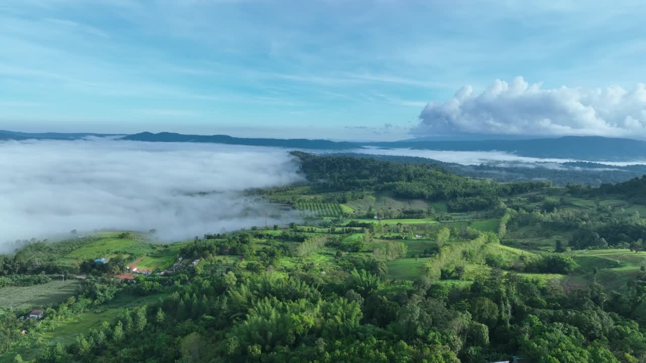 雾中的山在美丽的秋天在泰国碧差汶。雾山谷，云雾低，森林密布，天空五彩缤纷。云杉雾林中的松树与明亮的日出视频素材