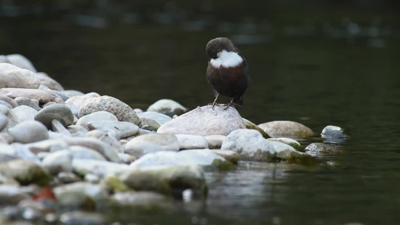 白喉七斗鱼(Cinclus Cinclus)在一条野河边的鹅卵石上清洁自己的羽毛。视频下载