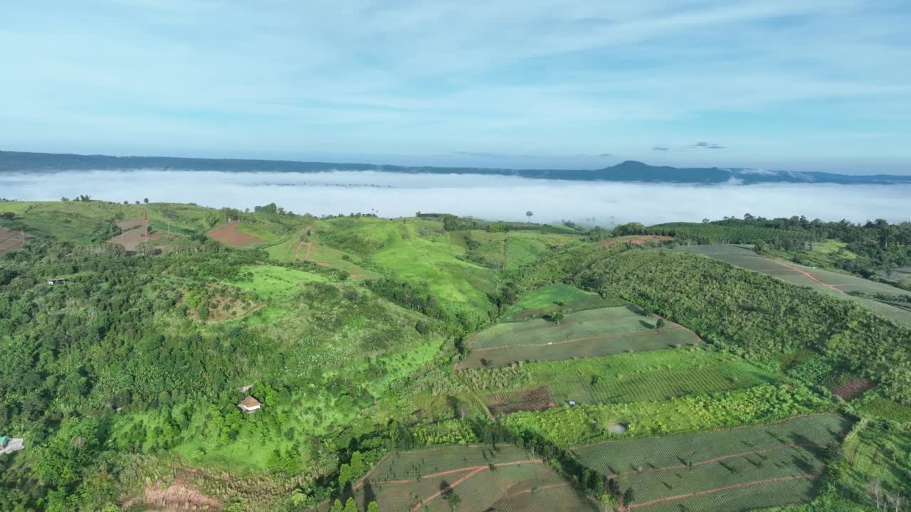 雾中的山在美丽的秋天在泰国碧差汶。雾山谷，云雾低，森林密布，天空五彩缤纷。云杉雾林中的松树与明亮的日出视频素材