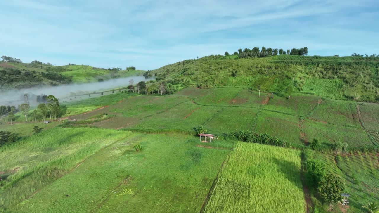 雾中的山在美丽的秋天在泰国碧差汶。雾山谷，云雾低，森林密布，天空五彩缤纷。云杉雾林中的松树与明亮的日出视频素材