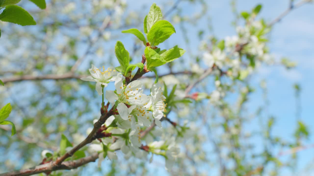 樱桃果园。白色盛开的樱花和枝头的花蕾，叶子是绿色的。缓慢的运动。视频素材