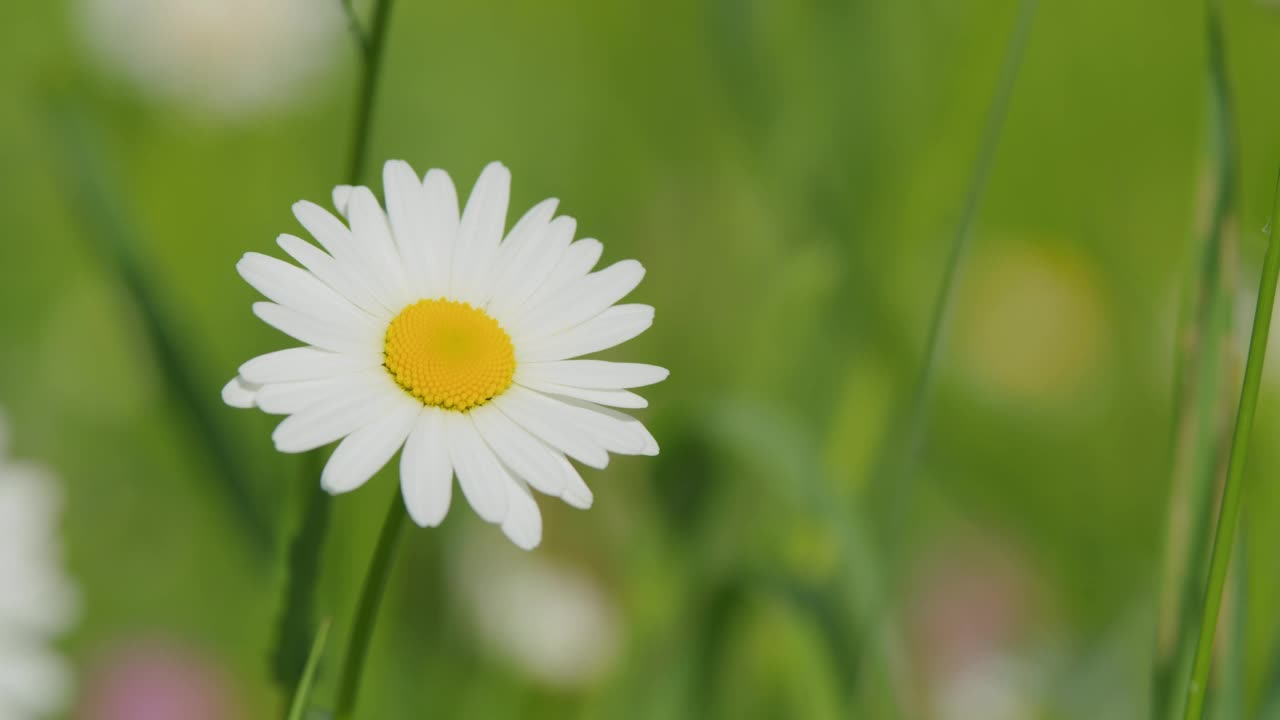 田野里白色的雏菊在风中摇曳。花草地，白色美丽的花朵。关闭了。视频素材