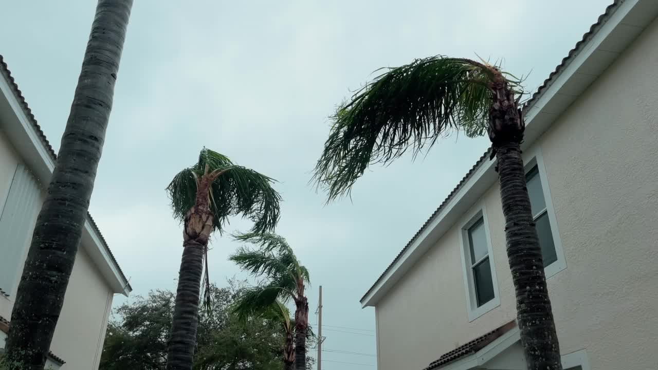飓风中棕榈树被风吹起的中景。慢动作视频素材