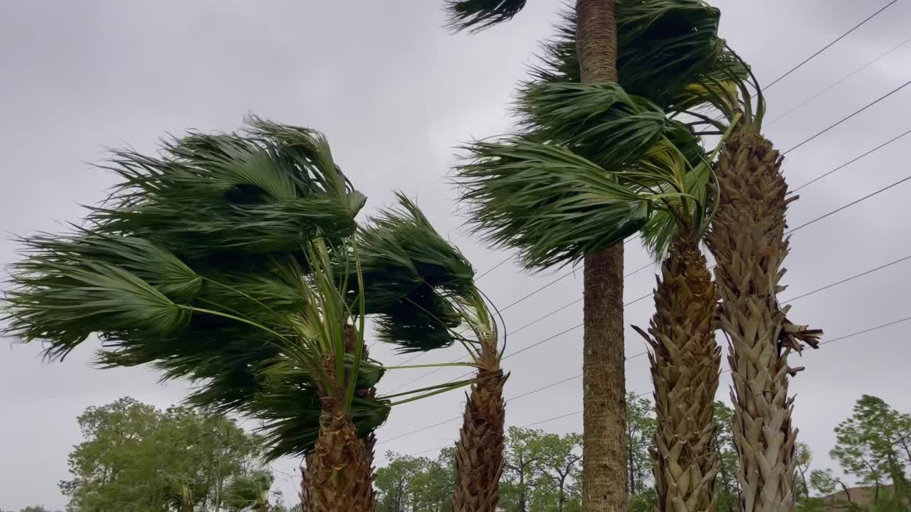 飓风中棕榈树被风吹起的中景视频素材