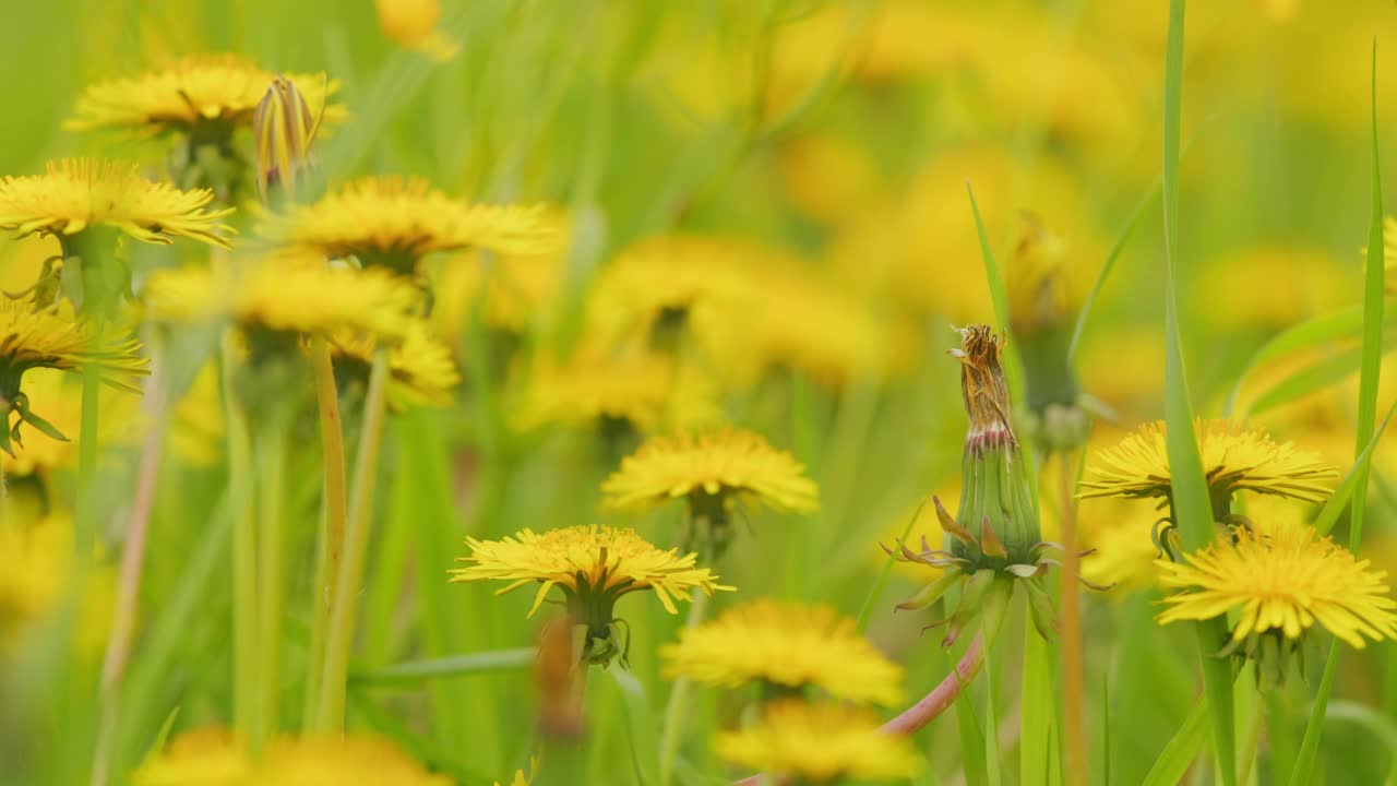 黄色的蒲公英花。野生的黄蒲公英，春天的风景，一场蒲公英和微风。宏观的观点。视频素材