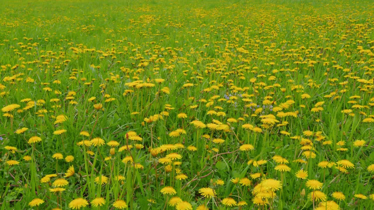 黄花蒲公英，春日。季节性的自然风光。广角镜头。视频素材