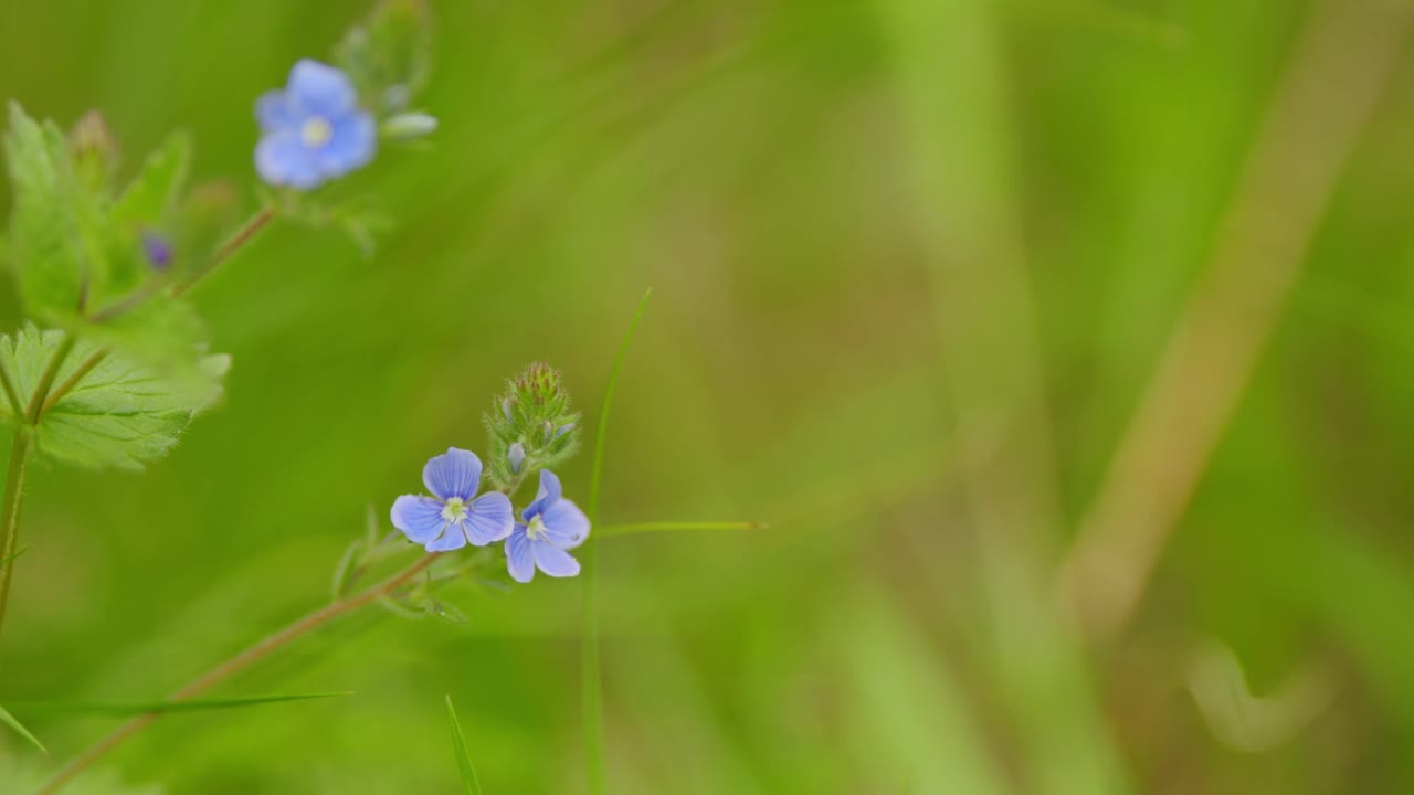 蓝色的野花，生长在春天的草地上。春天的概念。缓慢的运动。缓慢的运动。视频素材