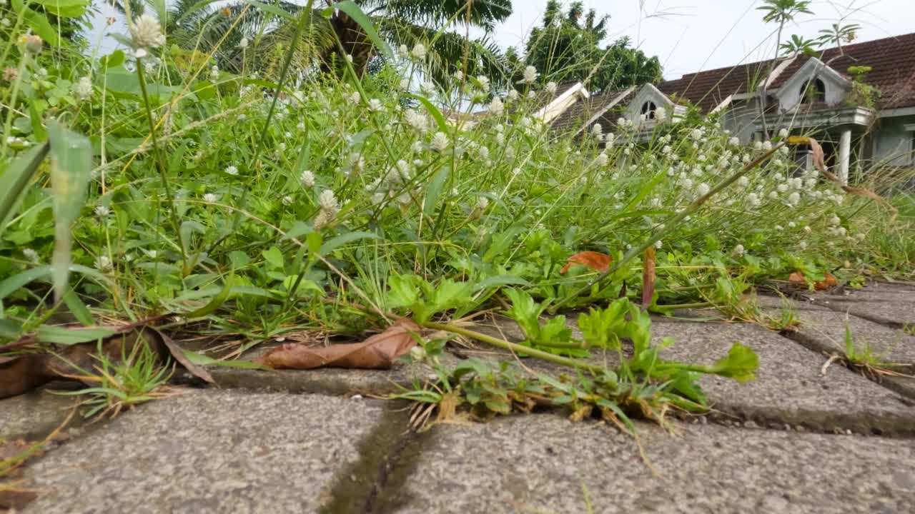 混凝土路面之间的院子里杂草丛生视频素材