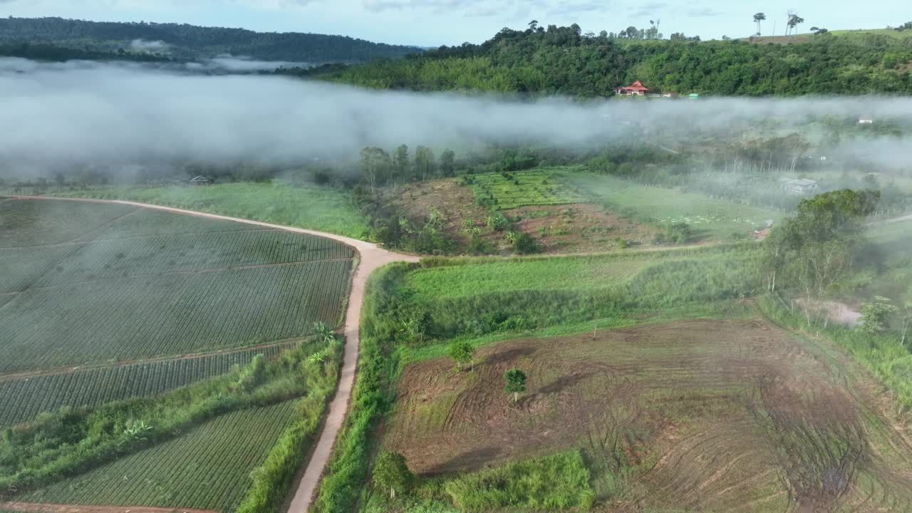 雾中的山在美丽的秋天在泰国碧差汶。雾山谷，云雾低，森林密布，天空五彩缤纷。云杉雾林中的松树与明亮的日出视频素材