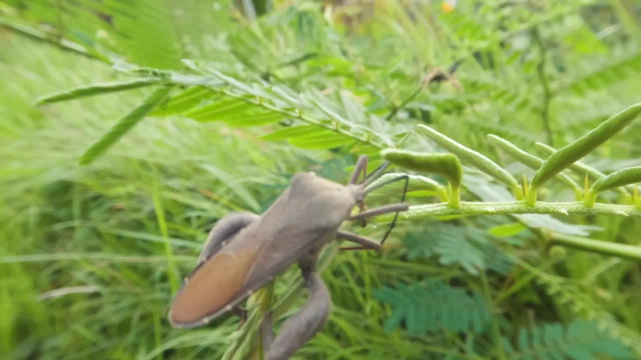 栖息在野生灌木顶部的稻穗虫视频素材