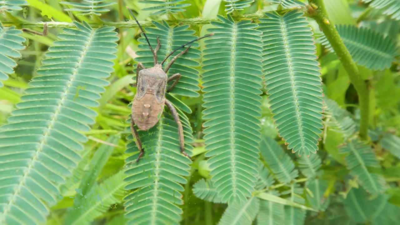 栖息在野生灌木顶部的稻穗虫视频素材