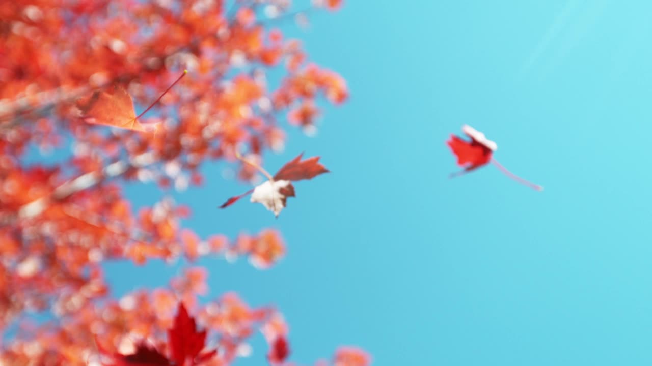 秋天枫叶在湛蓝的天空下飘落的超慢动作。视频素材