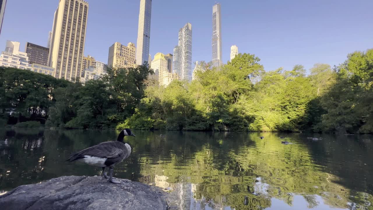 纽约曼哈顿的中央公园和摩天大楼的倒影视频素材