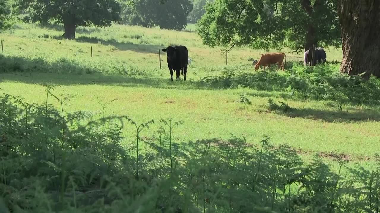 农田和字段视频素材