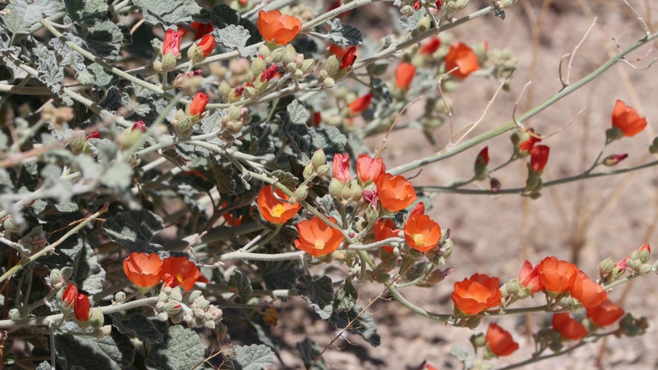 Sphaeralcea，拿着我的花，圣贝纳迪诺Mtns - 082122视频素材