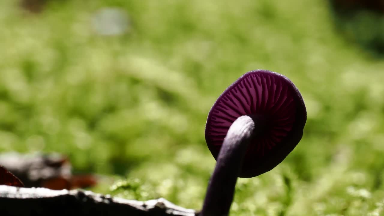 一个紫水晶骗子，紫水晶拉卡莉亚在林地附近安布尔赛德，湖区，英国。视频素材