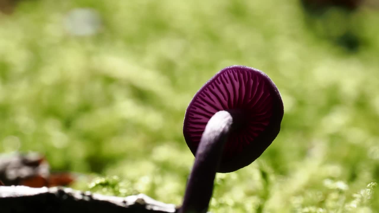 一个紫水晶骗子，紫水晶拉卡莉亚在林地附近安布尔赛德，湖区，英国。视频素材