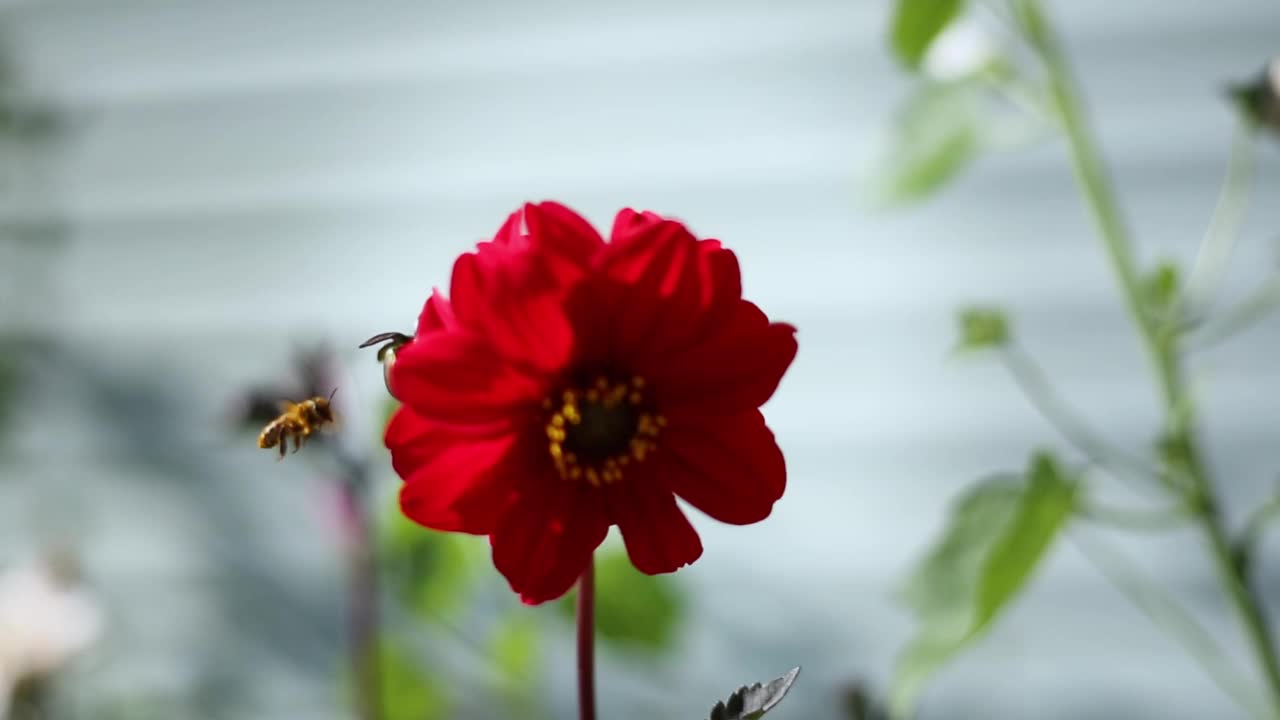 在一个阳光明媚的夏天，一只蜜蜂在鲜红的大丽花上收集花粉视频素材