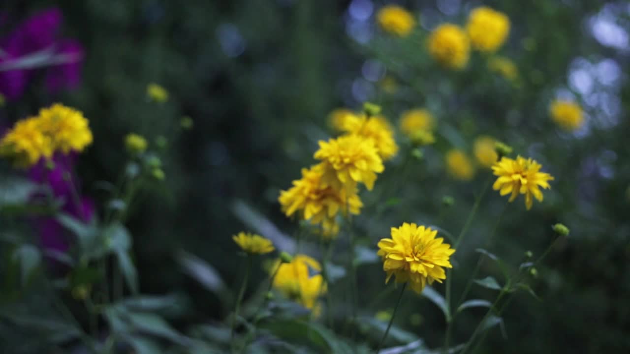 金色的花球-傍晚花园的红雀花视频下载