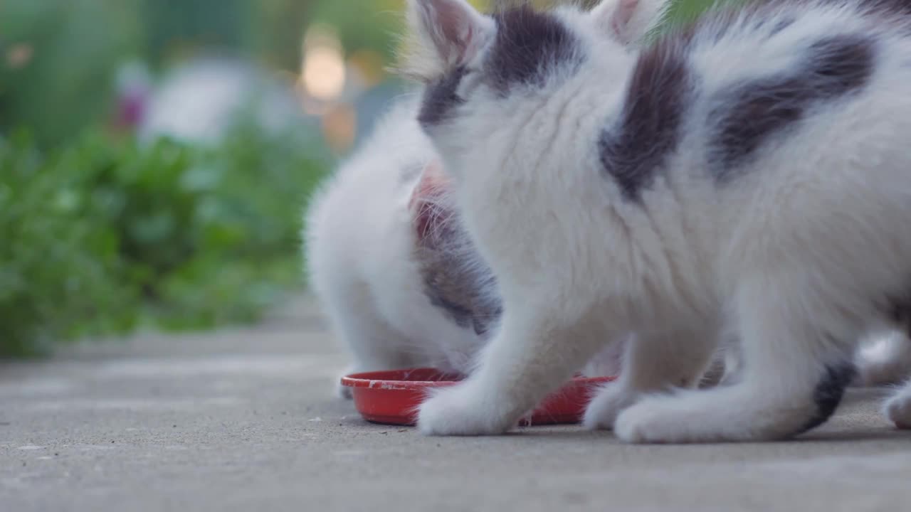 吃牛奶的猫的家庭视频素材