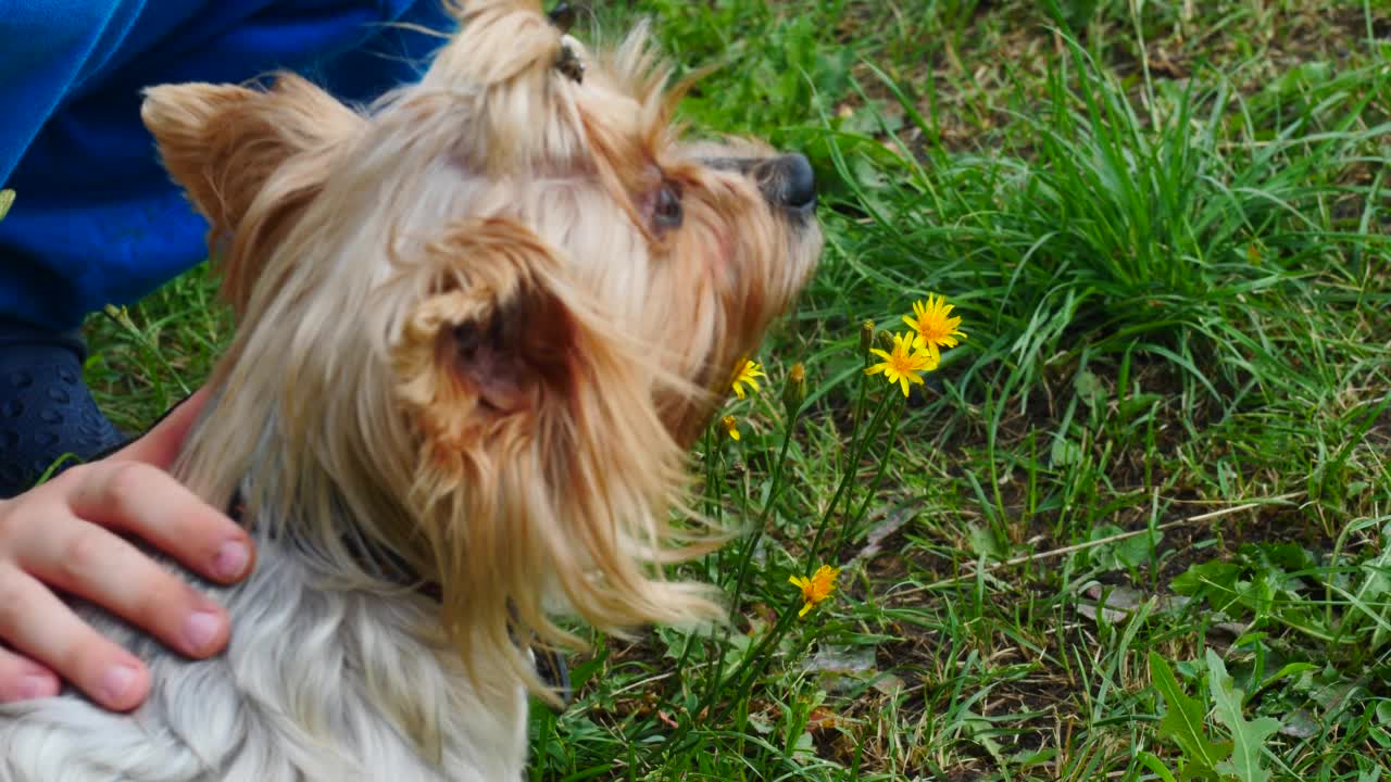 夏天的一天，男孩在外面抚摸一只约克舍梗犬。孩子对宠物的爱和照顾的概念。男孩在遛狗视频素材