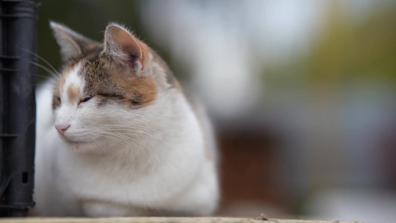 一只无家可归的猫躺在街上。贫穷城市里无家可归的野猫。悲伤的宠物。视频素材