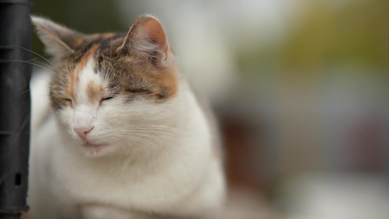 一只无家可归的猫躺在街上。贫穷城市里无家可归的野猫。悲伤的宠物。视频素材