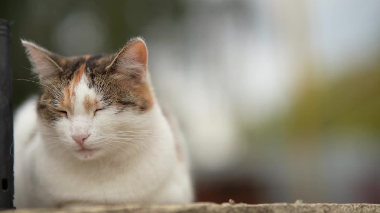 一只无家可归的猫躺在街上。贫穷城市里无家可归的野猫。悲伤的宠物。视频素材