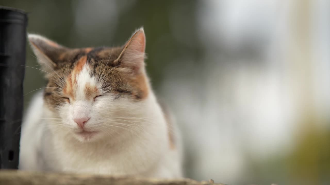 一只无家可归的猫躺在街上。贫穷城市里无家可归的野猫。悲伤的宠物。视频素材