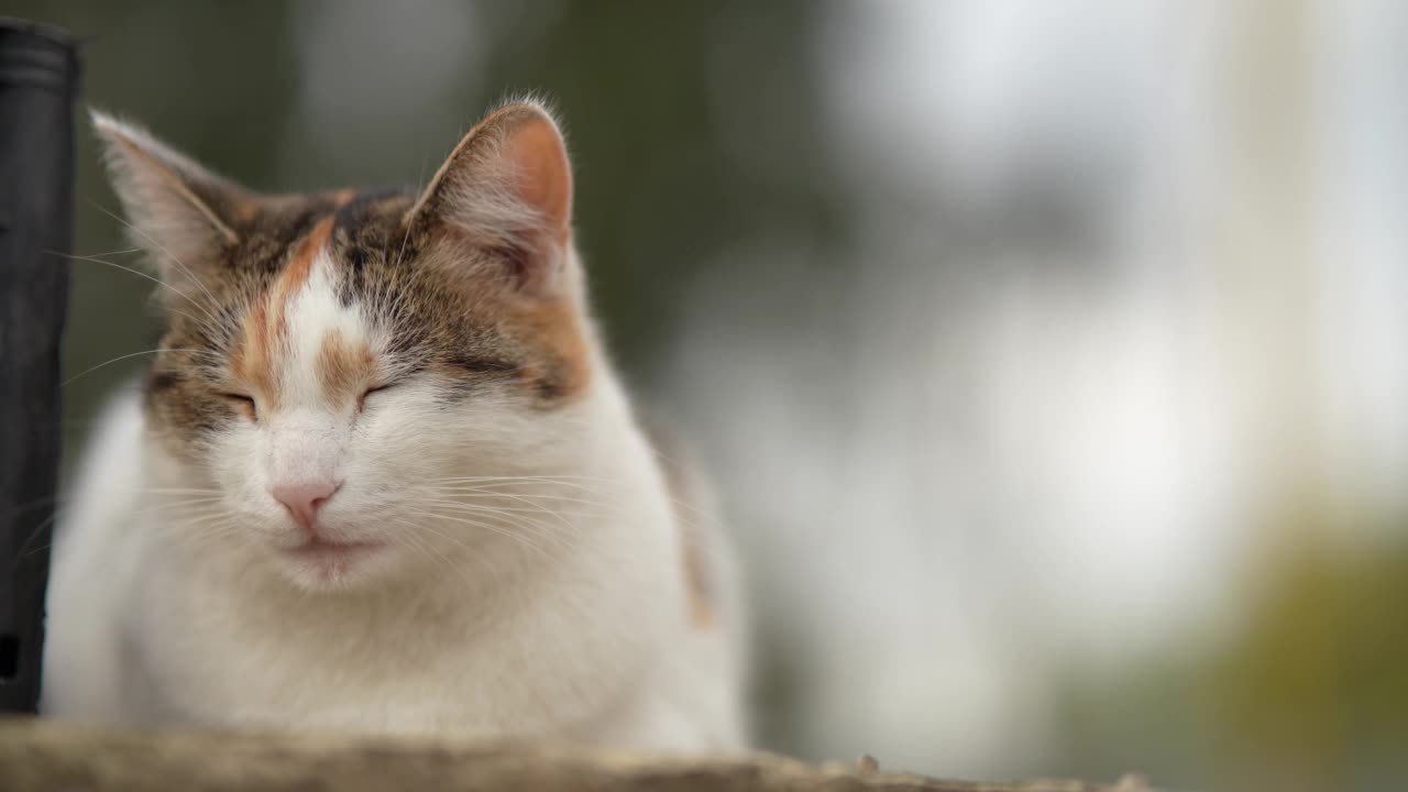 一只无家可归的猫躺在街上。贫穷城市里无家可归的野猫。悲伤的宠物。视频素材