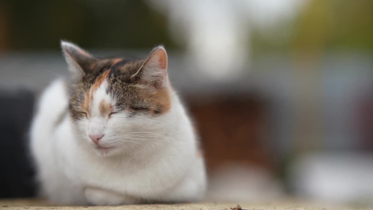 一只无家可归的猫躺在街上。贫穷城市里无家可归的野猫。悲伤的宠物。视频素材