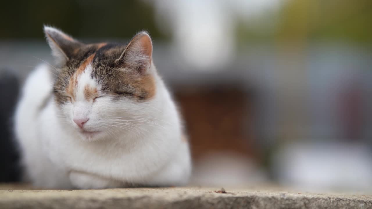 一只无家可归的猫躺在街上。贫穷城市里无家可归的野猫。悲伤的宠物。视频素材