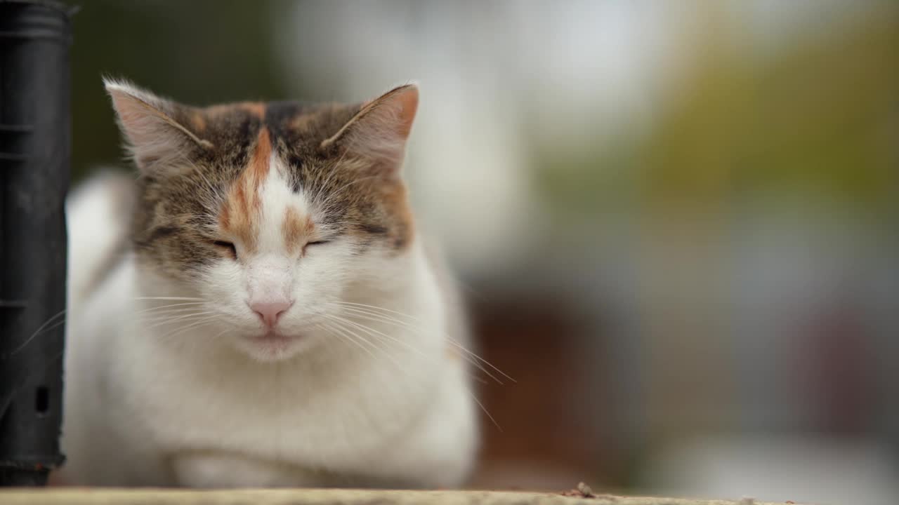 一只无家可归的猫躺在街上。贫穷城市里无家可归的野猫。悲伤的宠物。视频素材