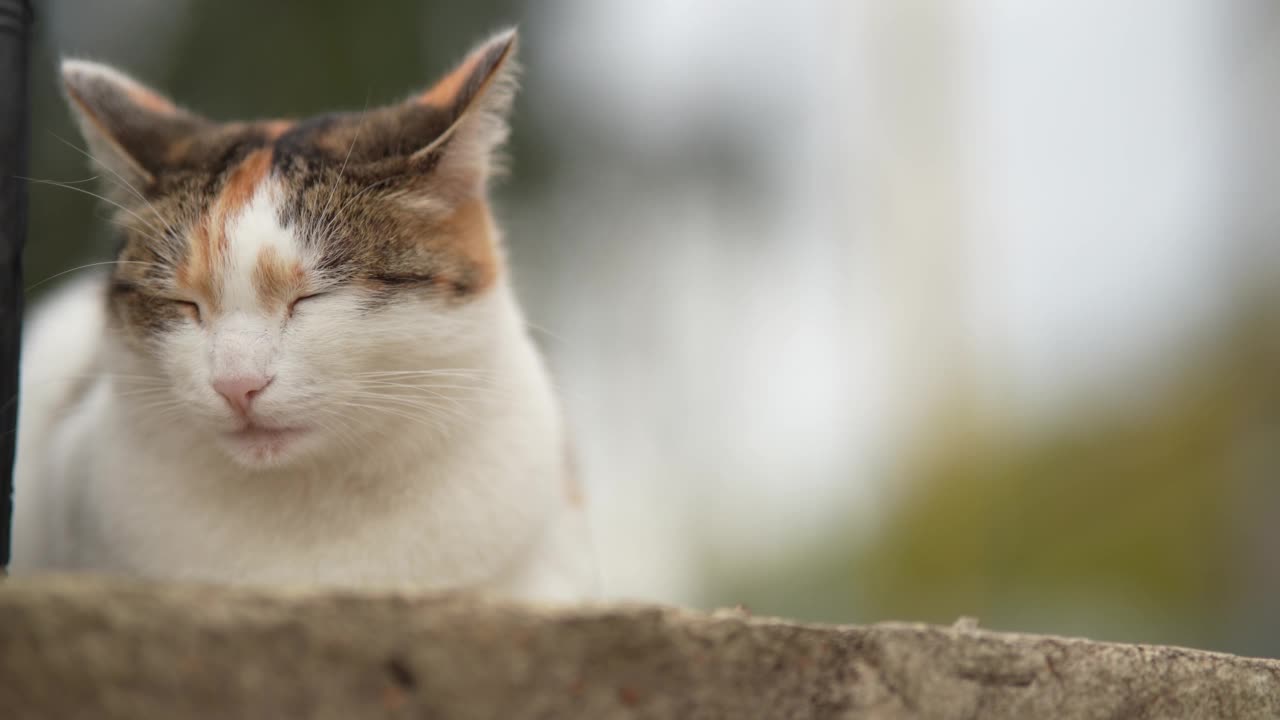 一只无家可归的猫躺在街上。贫穷城市里无家可归的野猫。悲伤的宠物。视频素材