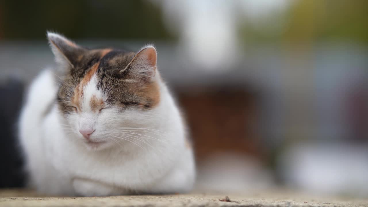 一只无家可归的猫躺在街上。贫穷城市里无家可归的野猫。悲伤的宠物。视频素材