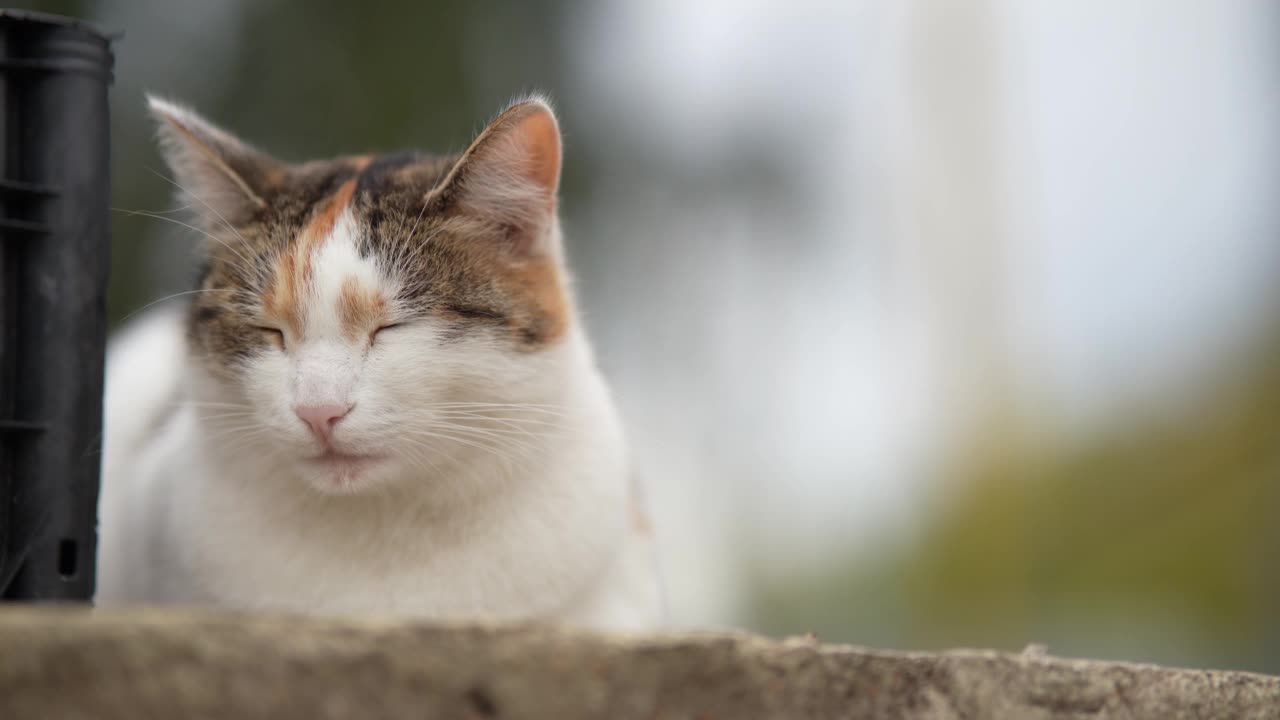 一只无家可归的猫躺在街上。贫穷城市里无家可归的野猫。悲伤的宠物。视频素材