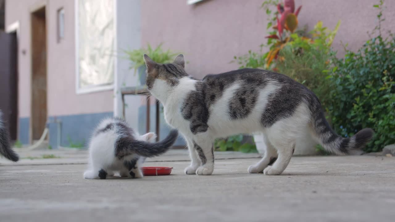 小猫和猫喝牛奶视频素材