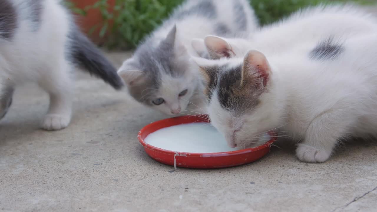 三只小猫吃牛奶特写视频素材