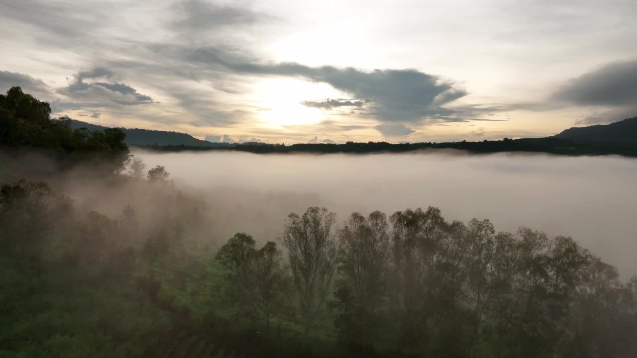 雾中的山在美丽的秋天在泰国碧差汶。雾山谷，云雾低，森林密布，天空五彩缤纷。云杉雾林中的松树与明亮的日出视频素材