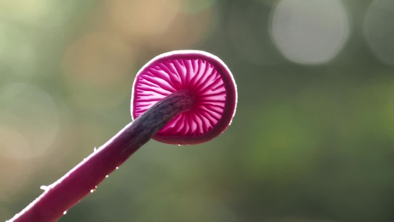 一个紫水晶骗子，紫水晶拉卡莉亚在林地附近安布尔赛德，湖区，英国。视频素材