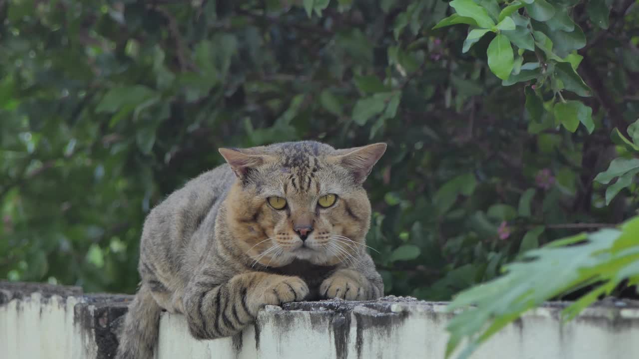 猫在墙上休息。视频素材