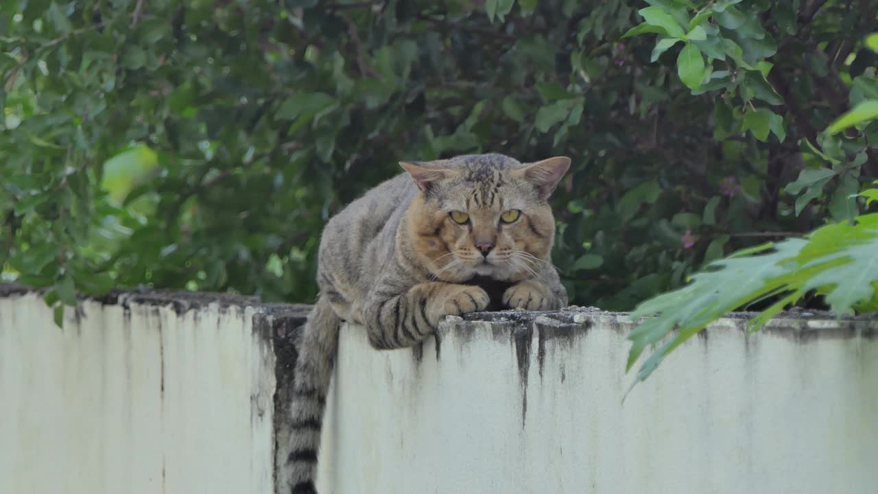 猫在墙上休息。视频素材