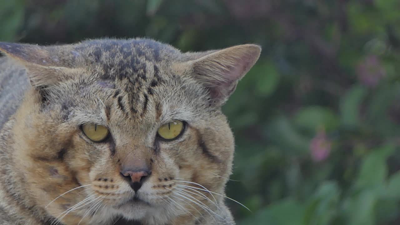 猫在墙上休息。视频素材