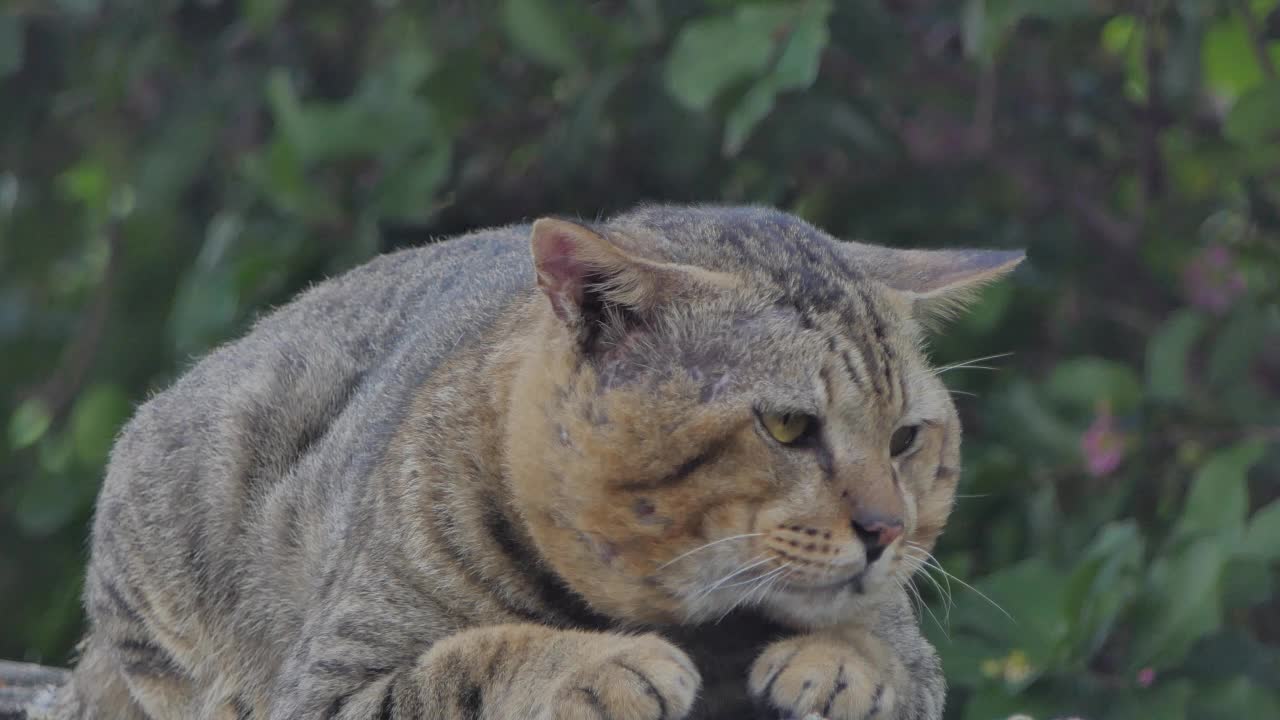 猫在墙上休息。视频素材