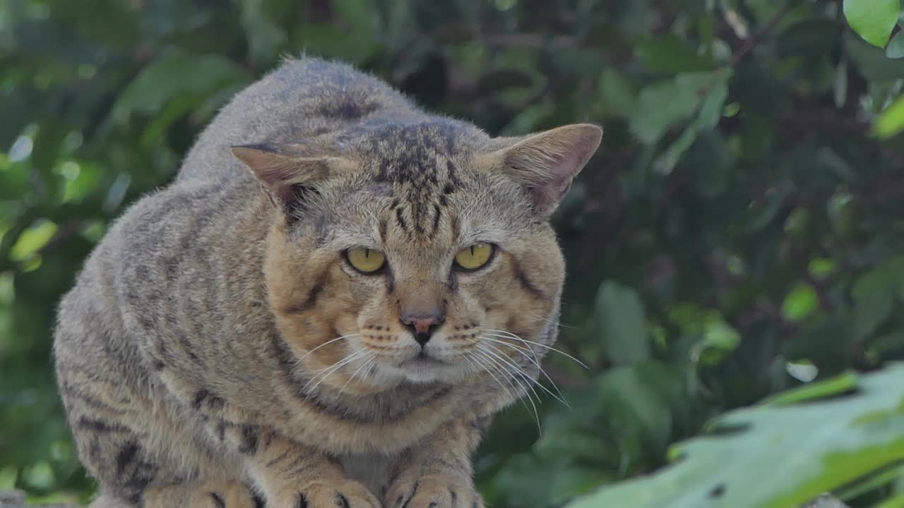 猫在墙上休息。视频素材