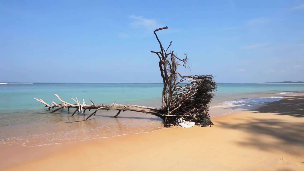 海滩上的死树干视频素材