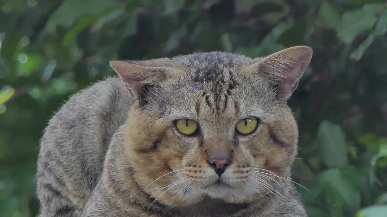 猫在墙上休息。视频素材